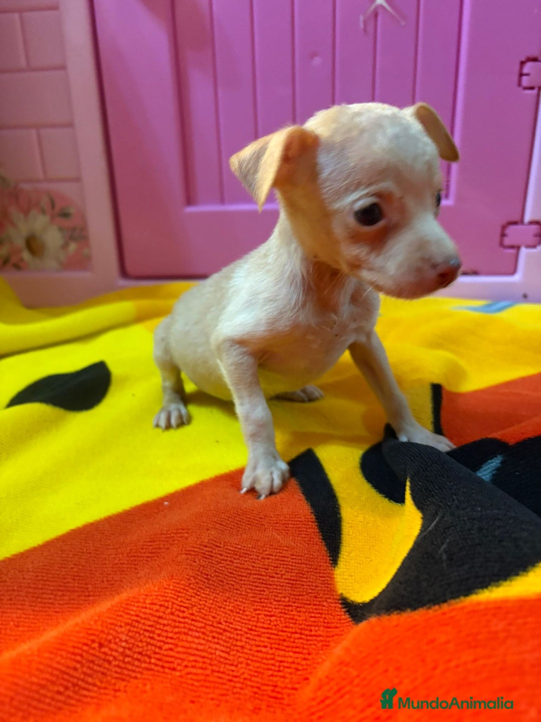 Ratón de Praga perros en venta: Ratón de Praga  - Imagen 14