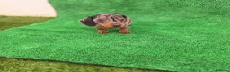 Teckel Miniatura perros en venta: TECKEL MINIATURA ARLEQUIN - Anuncio 3
