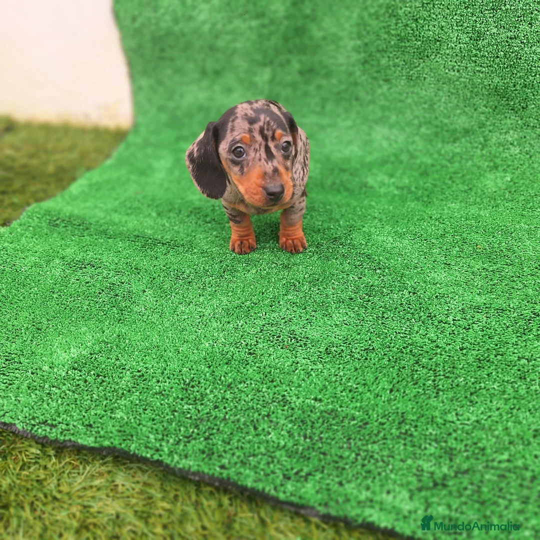 Teckel Miniatura perros en venta: TECKEL MINIATURA ARLEQUIN - Anuncio 3