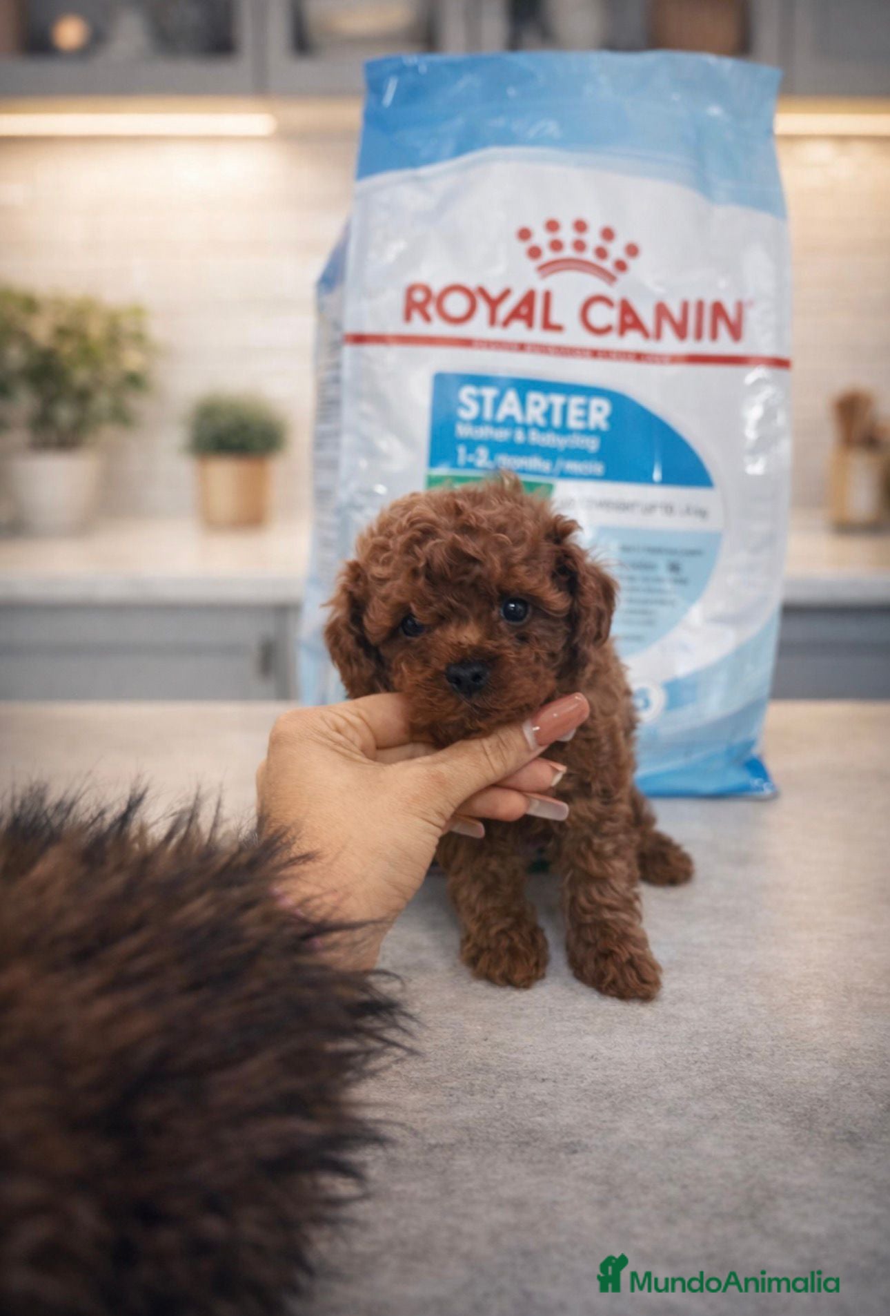 Caniche Toy perros Caniche toy  - Anuncio 2