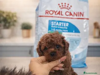 Caniche Toy perros Caniche toy - Anuncio 1