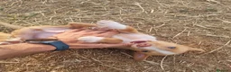 Podenco Andaluz perros en venta: Cachorros podenco andaluz puro - Anuncio 2