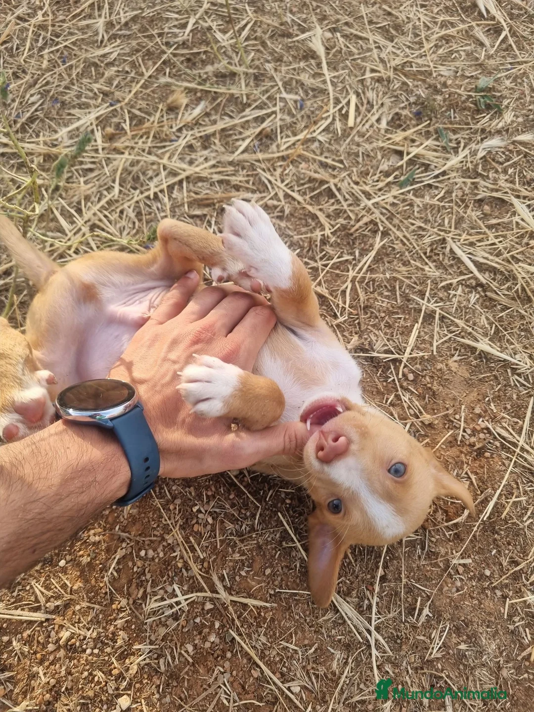 Podenco Andaluz perros en venta: Cachorros podenco andaluz puro - Anuncio 2
