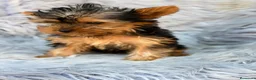 Yorkshire Terrier perros en venta: Yorkshire Toy macho  - Anuncio 4