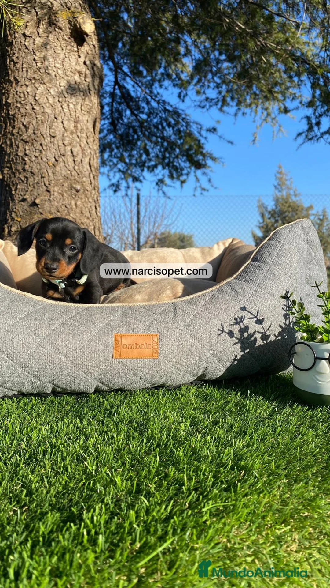 Teckel Miniatura perros en venta: TECKEL NEGRO FUEGO ESPECTACULARES - Anuncio 1