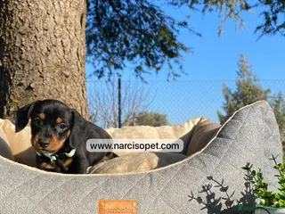 Teckel Miniatura perros TECKEL NEGRO FUEGO ESPECTACULARES - Anuncio 16