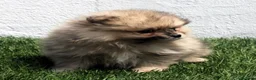 Pomerania perros en venta: Pomerania - Anuncio 13
