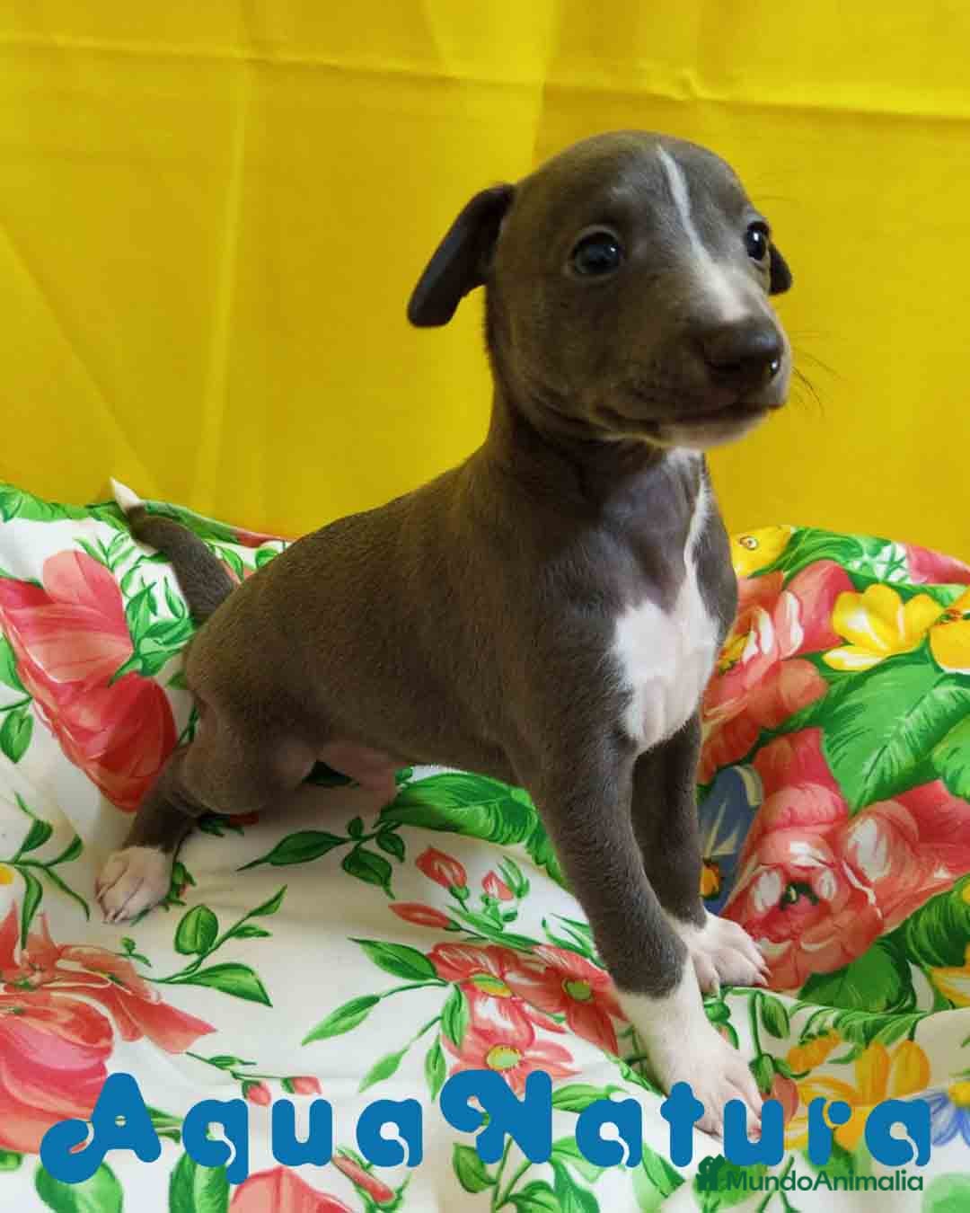 Pequeño Lebrel Italiano perros Lebrel Italiano Macho 1755 AQUANATURA - Anuncio 18