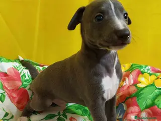 Pequeño Lebrel Italiano perros Lebrel Italiano Macho 1755 AQUANATURA - Anuncio 2