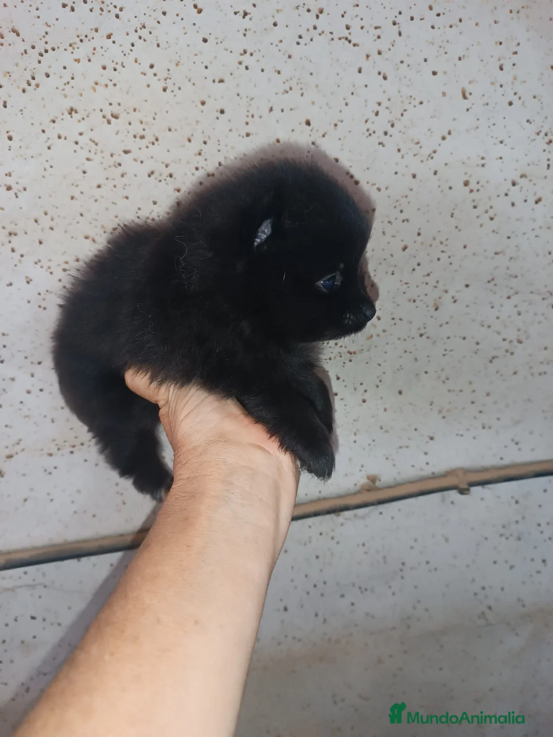Pomerania perros en venta: POMERANIA MACHITO EN OFERTA - Anuncio 2