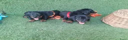 Teckel perros en venta: PRECIOSOS TECKEL NEGRO FUEGO  - Anuncio 5