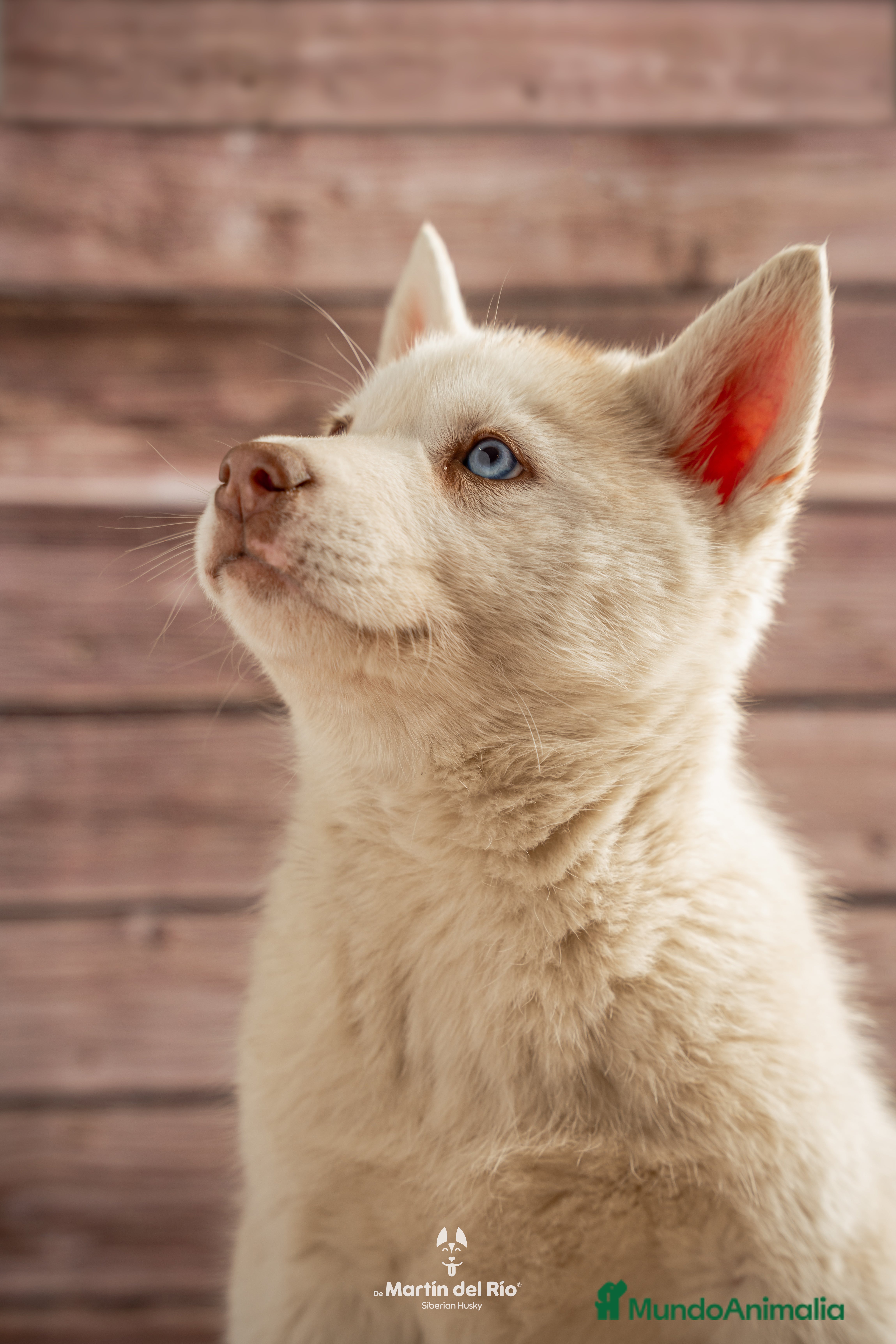Husky Siberiano perros IDEAL CAMADA HUSKY - Anuncio 2