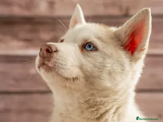 Husky Siberiano perros IDEAL CAMADA HUSKY - Anuncio 2