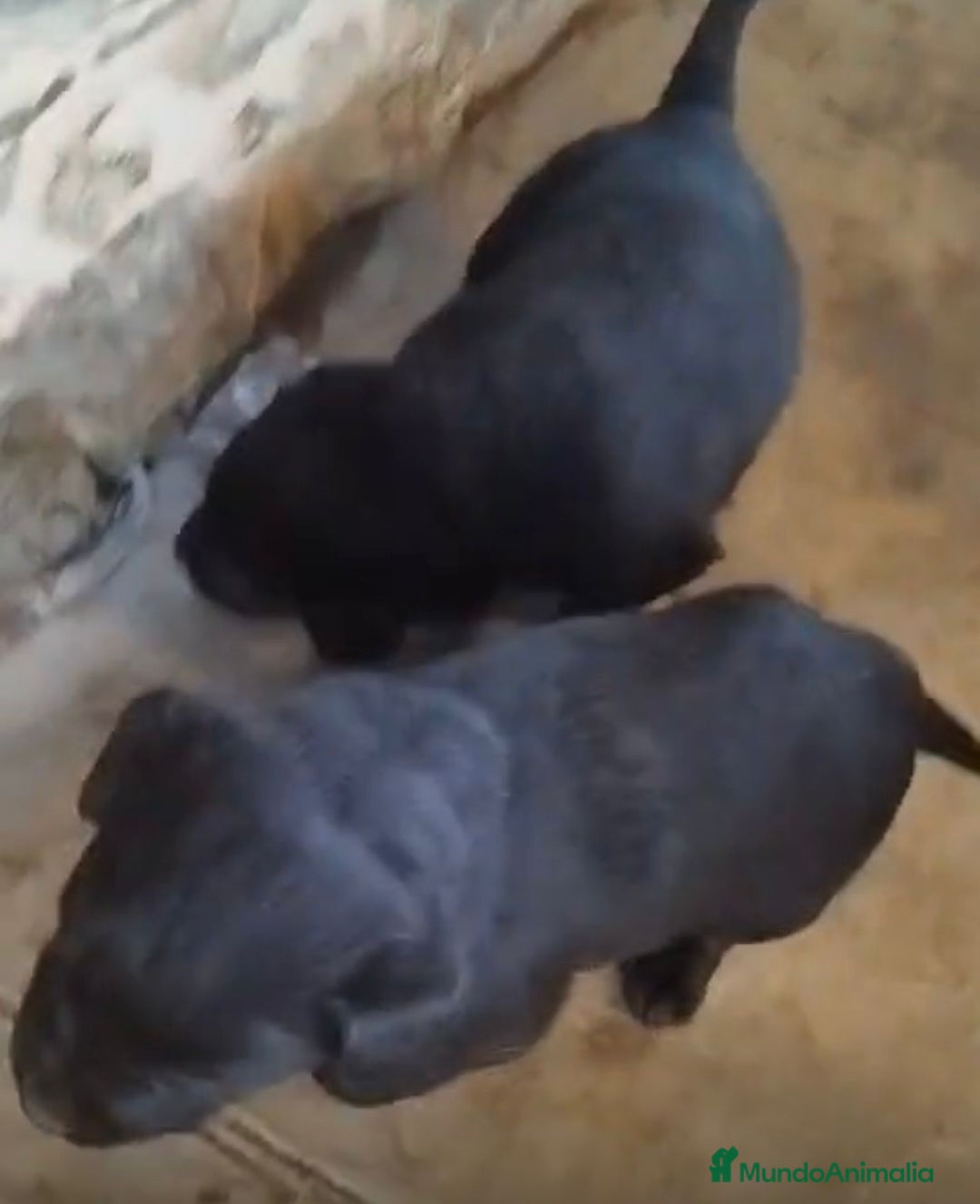 Labrador Retriever perros en venta: Labrador retriever  - Anuncio 6