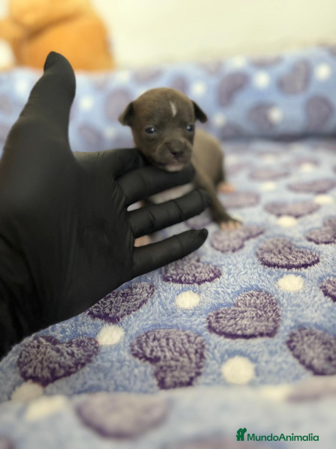 Raza Mixta perros en venta: CHIWHIP - Imagen 14