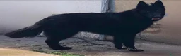 Pastor Alemán perros en venta: Pastor alemán de pelo largo - Anuncio 7