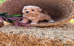 Maltipoo perros en venta: Maltipoo  - Imagen 4