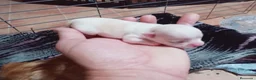 Chihuahua perros en venta: Camada Flapi Chihuahua  - Anuncio 10