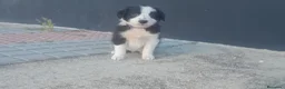 Border Collie perros en venta: BORDER COLLIE - Anuncio 7