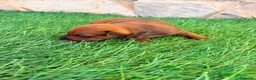 Pinscher Miniatura perros en venta: Pinscher Miniatura roja - Anuncio 2