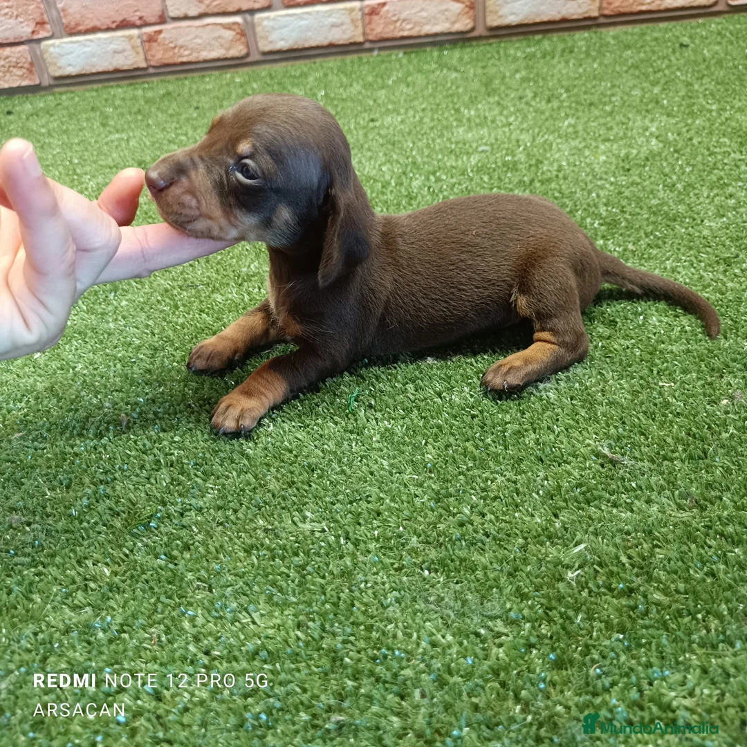 Teckel Miniatura perros en venta: Teckel mini  - Anuncio 9