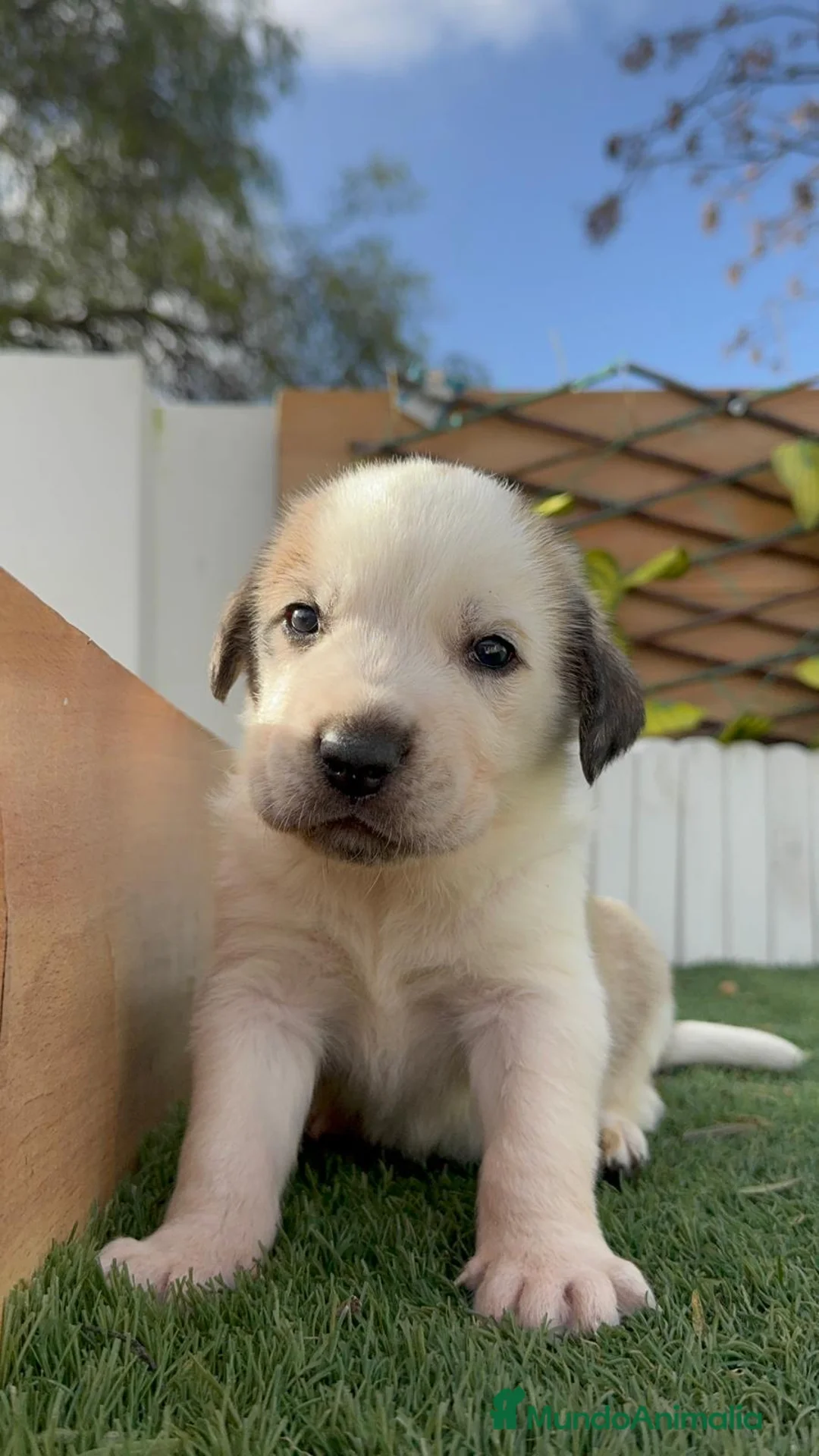 Mastín Español perros en venta: MASTIN ESPAÑOL - Anuncio 1