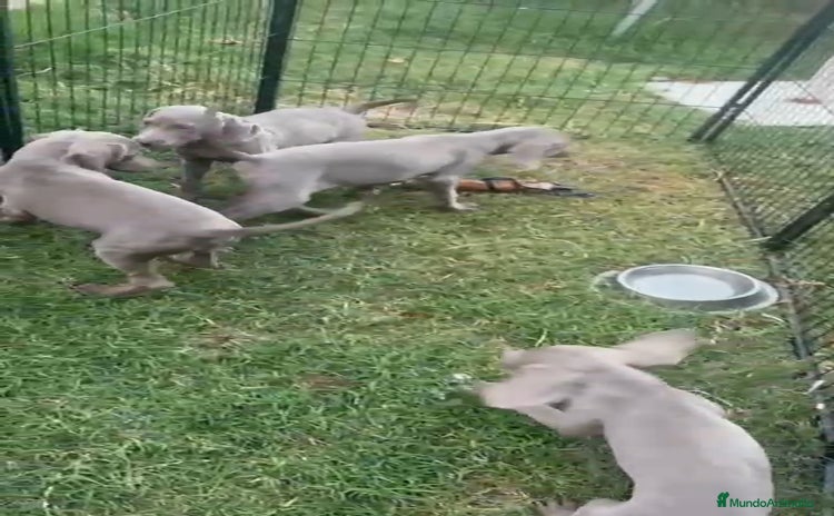 Weimaraner perros - Anuncio 1