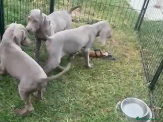 Weimaraner perros - Anuncio 25