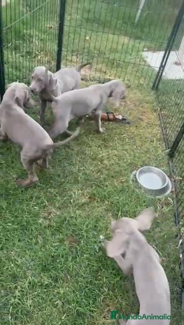Weimaraner perros - Anuncio 2