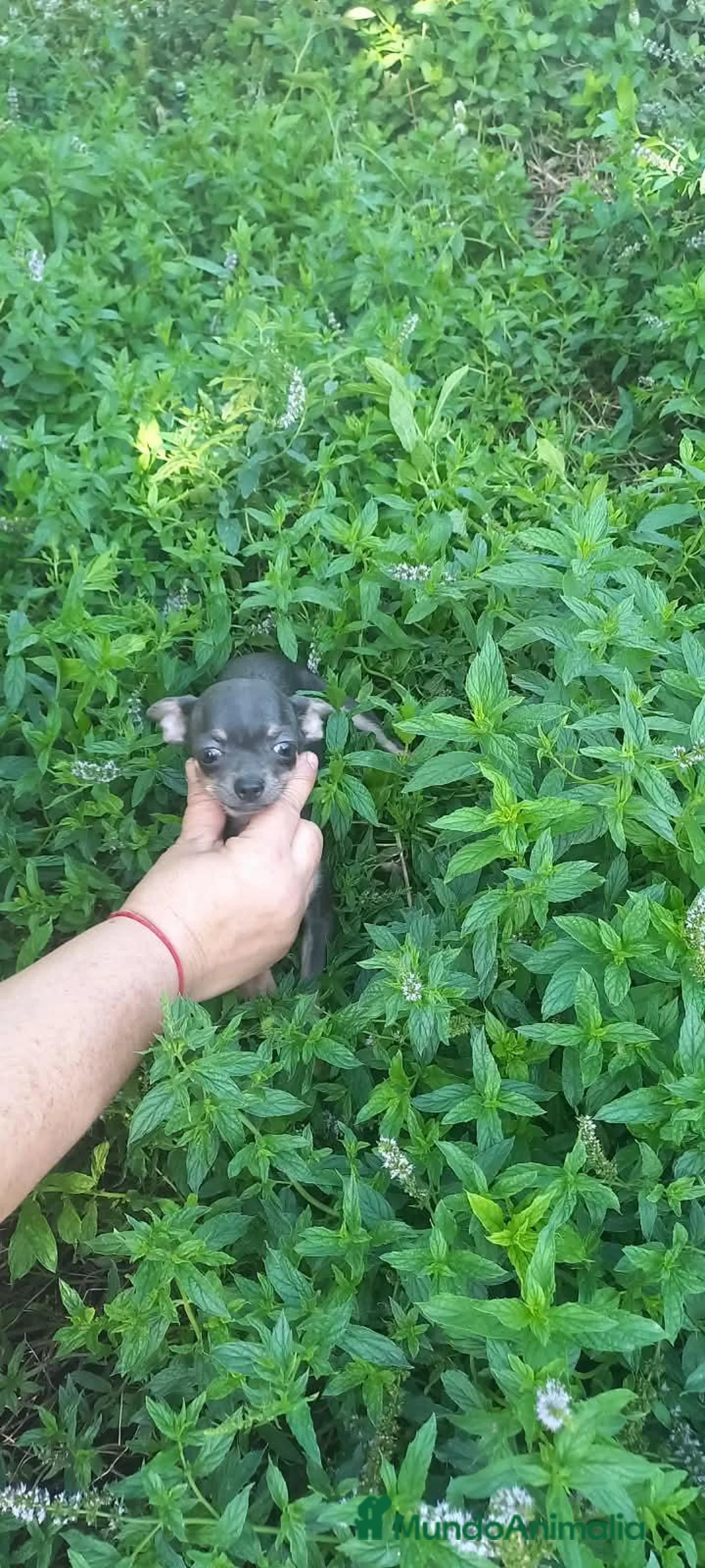Chihuahua perros en venta: Hembras de chihuahua muy pequeña  - Anuncio 2
