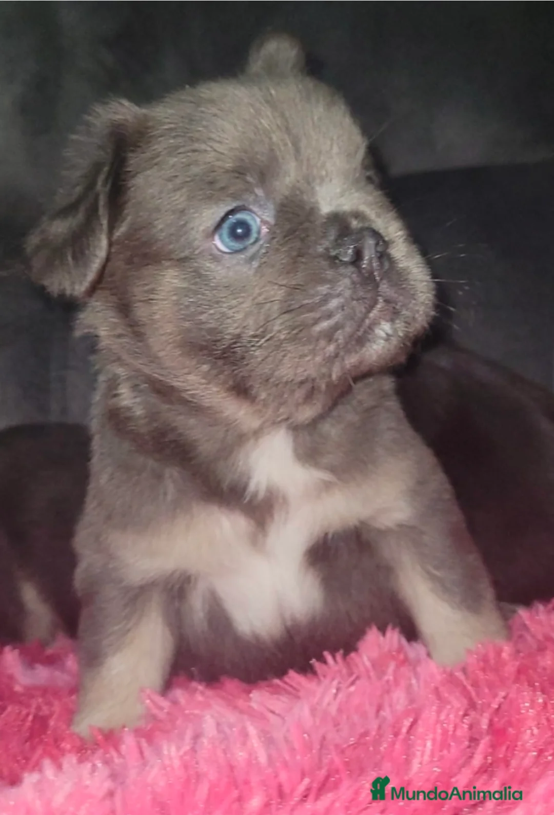 Bulldog Francés perros en venta: Bulldog fluffys  - Anuncio 5