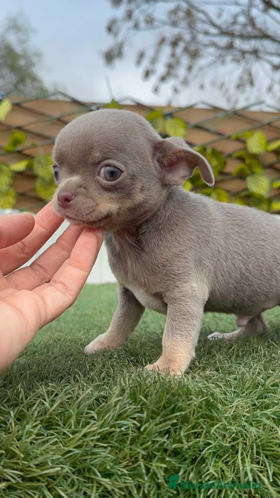 Chihuahua perros en venta: CHIHUAHUA LILAC AND TAN - Anuncio 19