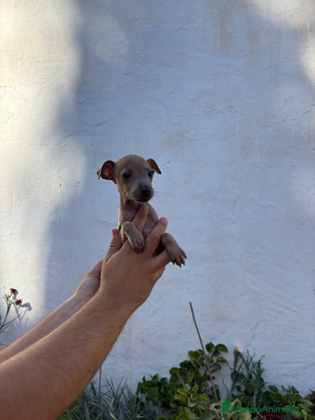 Pequeño Lebrel Italiano perros en venta: Machitos de Lebrel Italiano  - Anuncio 2