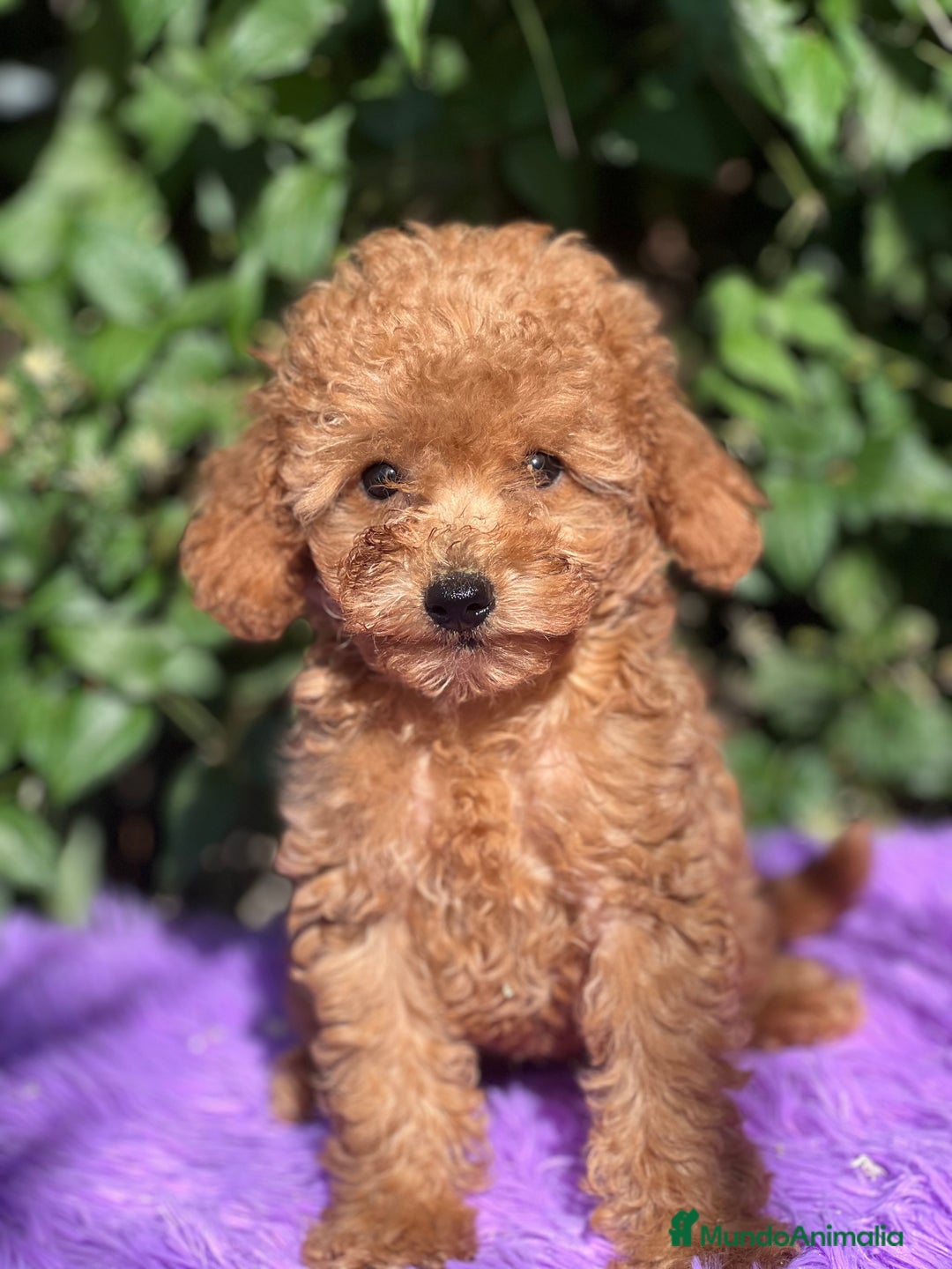 Caniche Toy perros en venta: Caniche toy roja  - Imagen 2