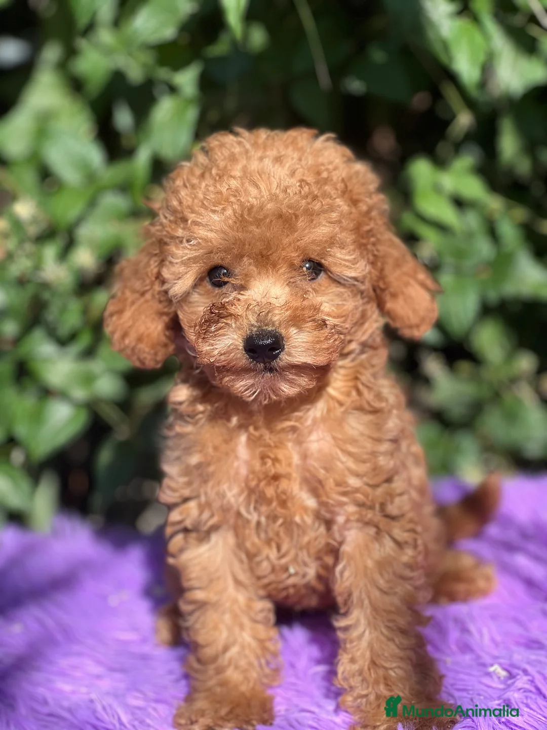 Caniche Toy perros en venta: Caniche toy roja  - Anuncio 2