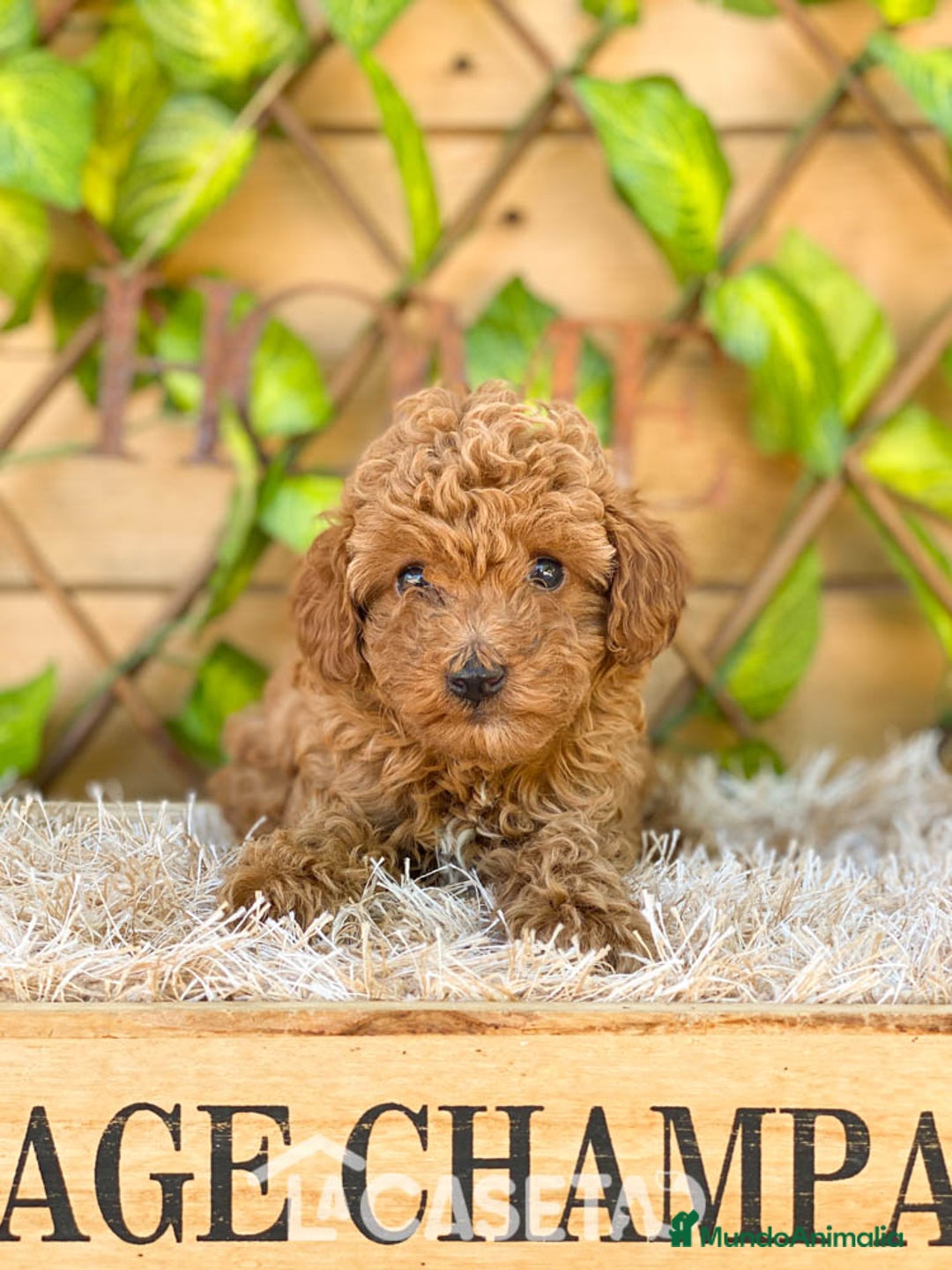 Caniche Toy perros en venta: Camada de Iria - Imagen 5