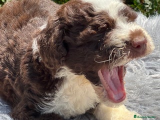 Perro de Agua Español perros - Anuncio 23