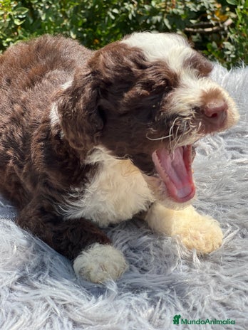 Perro de Agua Español perros - Anuncio 4