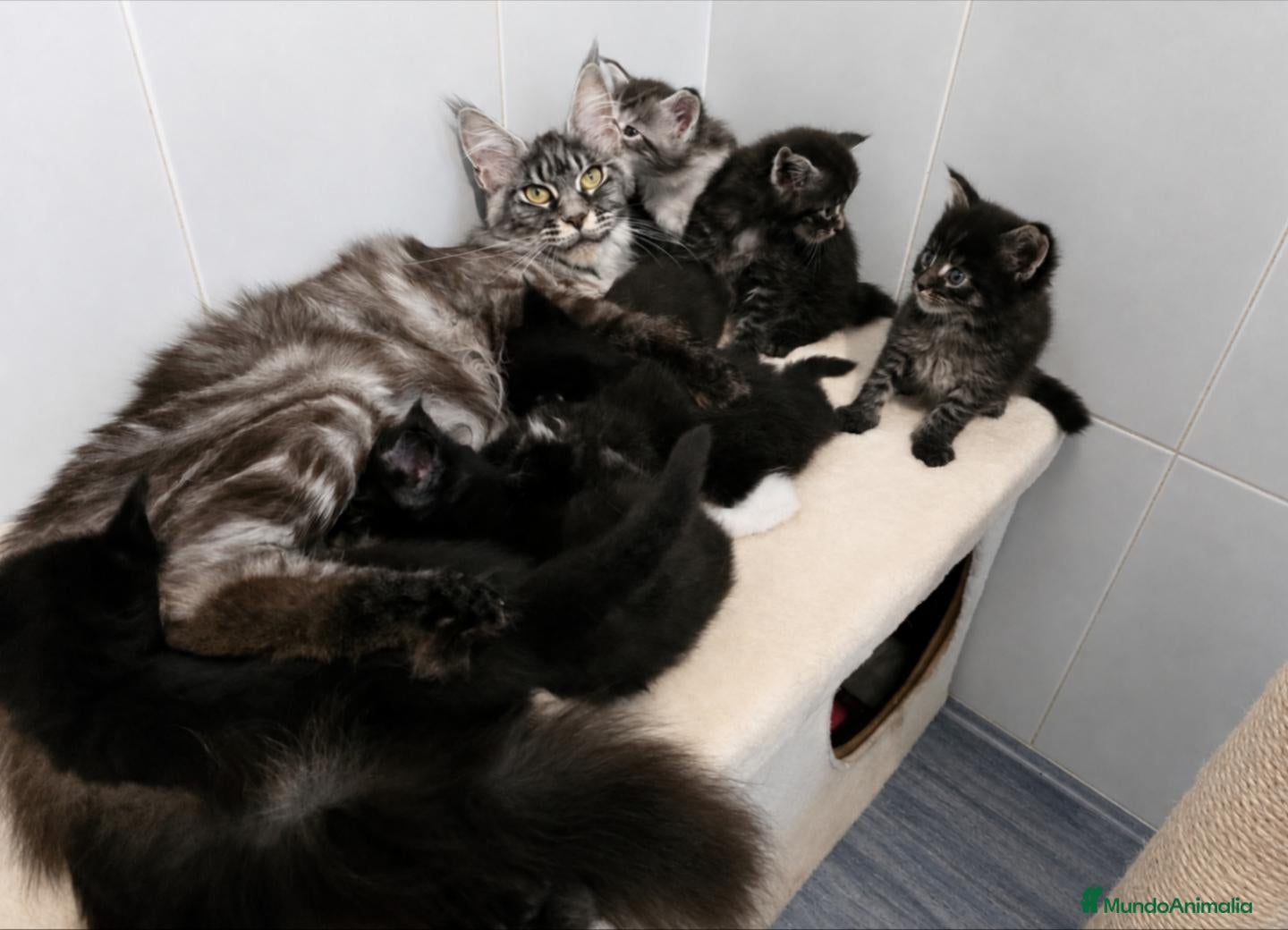 Maine Coon gatos Gatitos Maine Coon - Anuncio 1