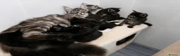 Maine Coon gatos en venta: Gatitos Maine Coon - Anuncio 1