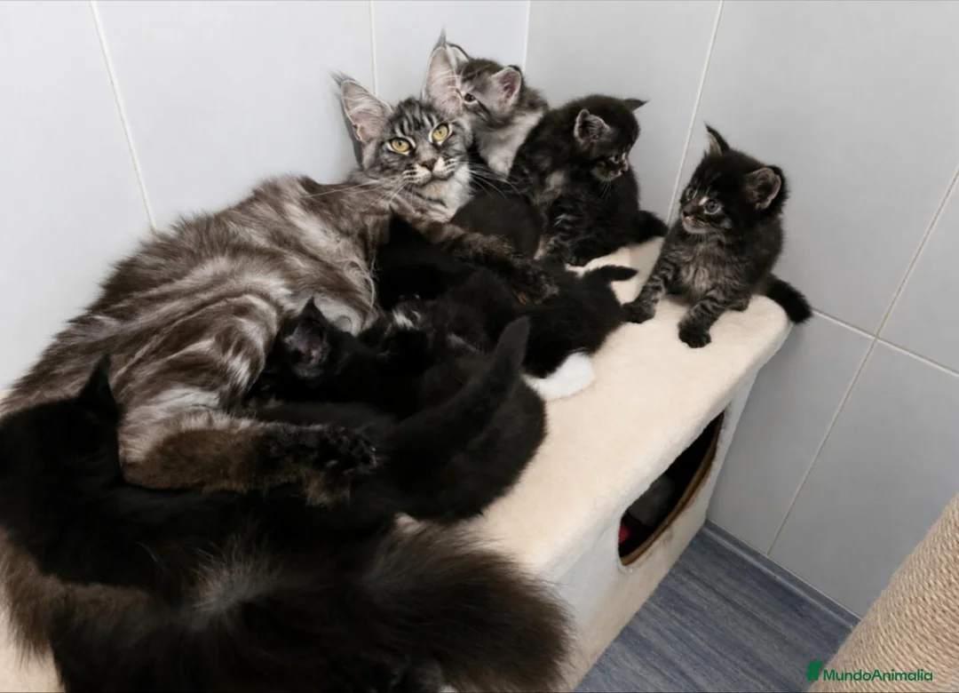 Maine Coon gatos en venta: Gatitos Maine Coon - Anuncio 1