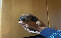 Teckel Miniatura perros en venta: Teckel kanichen - Anuncio 4