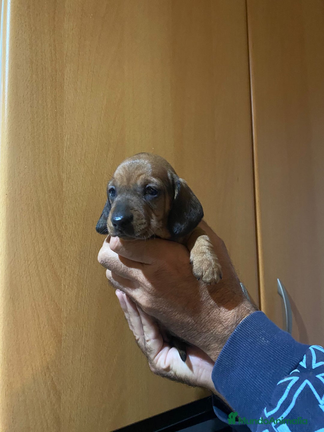 Teckel Miniatura perros en venta: Teckel kanichen - Anuncio 4