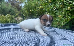 Jack Russell Terrier perros en venta: Jack Russell 500€ precio real - Imagen 6