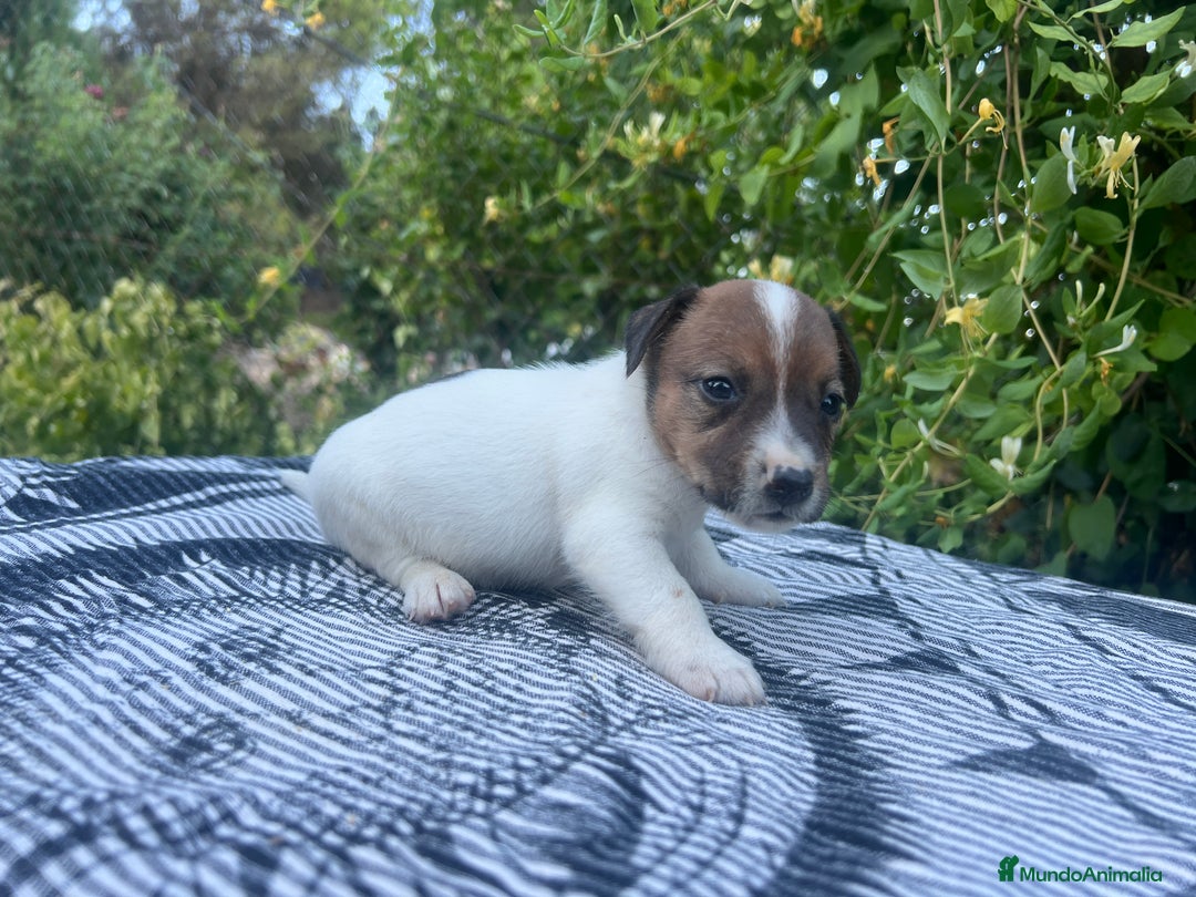 Jack Russell Terrier perros en venta: Jack Russell 500€ precio real - Imagen 6