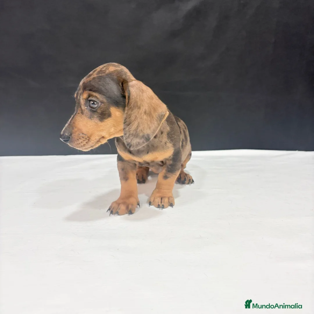 Teckel Miniatura perros en venta: Teckel Miniatura  - Anuncio 17