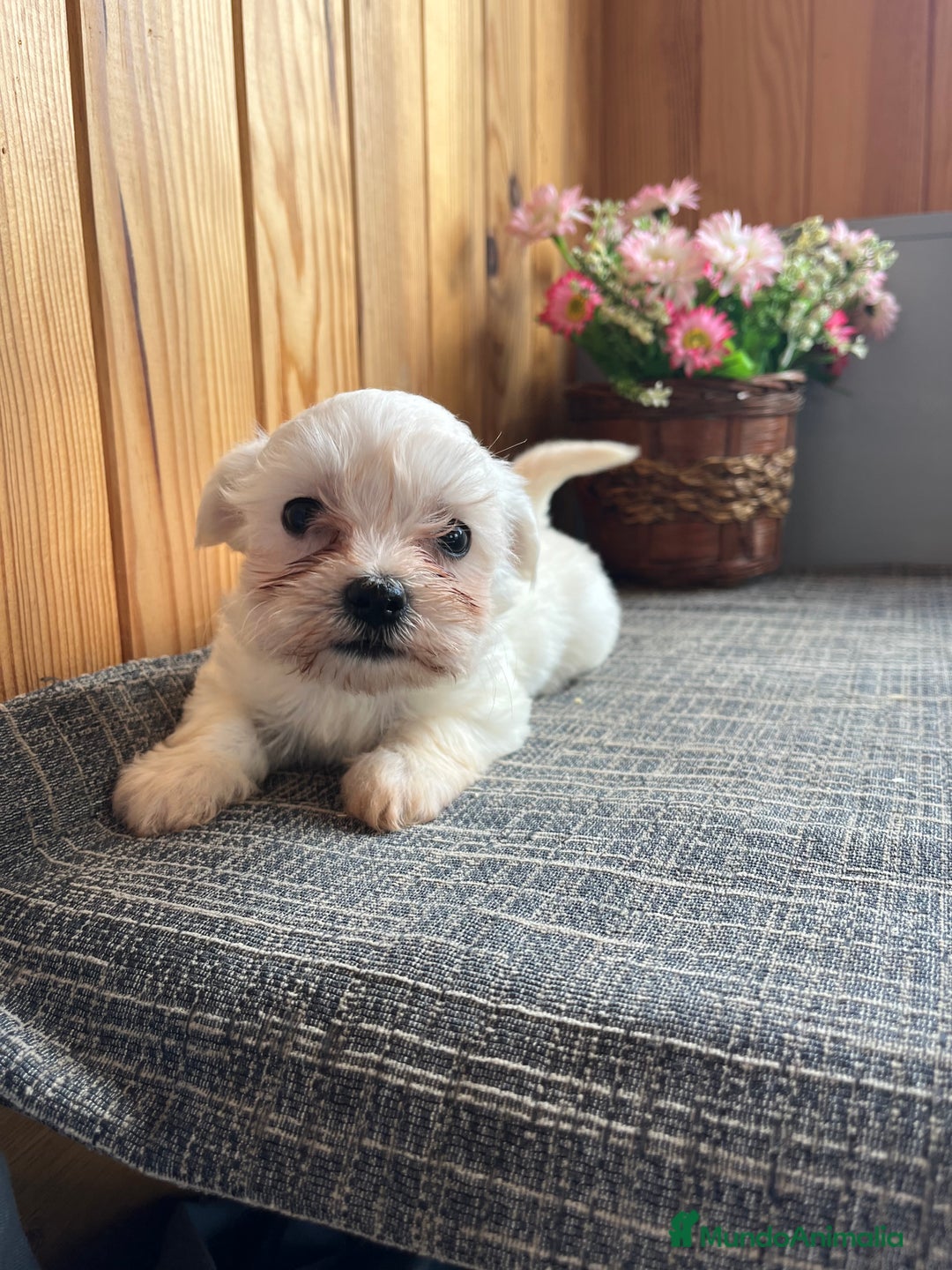 Bichón Maltés perros en venta: 🐶Cachorritos de Bichon Maltés - Anuncio 3