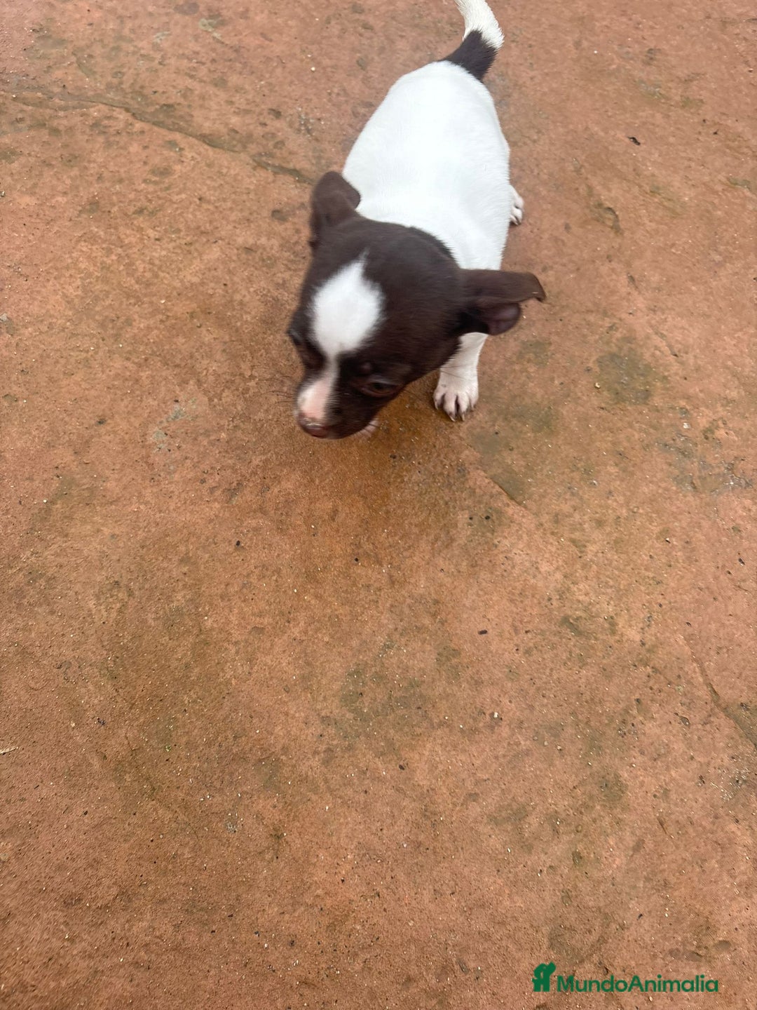 Chihuahua perros en venta: Chihuahua hembra  - Anuncio 4