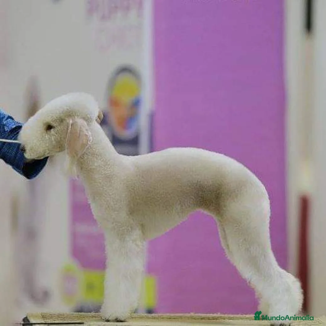 Imagen de galería {{count}}