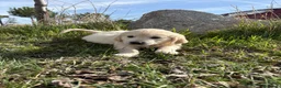Golden Retriever perros en venta: Golden Retriever  - Anuncio 3